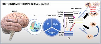 Photodynamic therapy in brain cancer: mechanisms, clinical and preclinical studies and therapeutic challenges